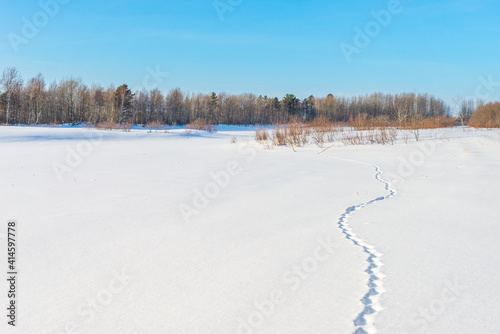 Wallpaper Mural Beast footprints on a snowy field Torontodigital.ca