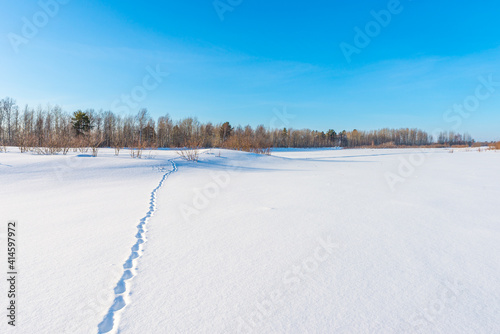Wallpaper Mural Beast footprints on a snowy field Torontodigital.ca