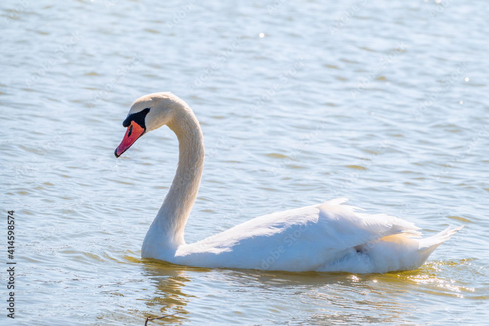 Graceful white Swan swimming in the lake, swans in the wild. Portrait of a white swan swimming on a lake.