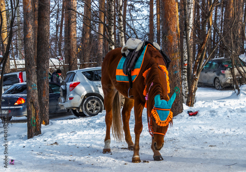 horse in winter