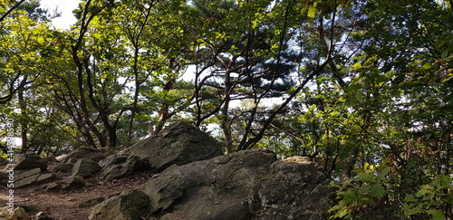 tree in the forest