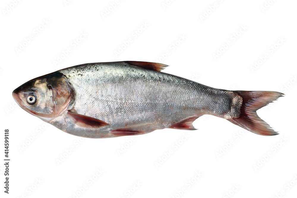 Fresh raw fish isolated on white background Fresh raw fish isolated on white background