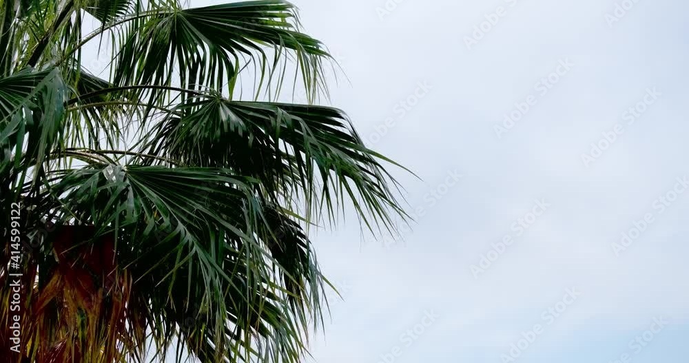 Tropical storms, meteorology and climate change concept: Closeup on a crown of a single palm trees in front of a grey sky. Green leafs swinging in strong winds. Weather forecast and hurricane warning. Tropical storms, meteorology and climate change concept: Closeup on a crown of a single palm trees in front of a grey sky. Green leafs swinging in strong winds. Weather forecast and hurricane warning.