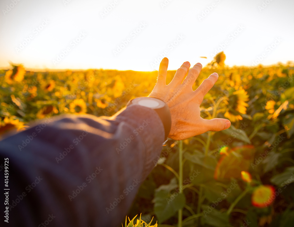 man, Sunset,  hand in the sun, sunflowers, end of the day, life