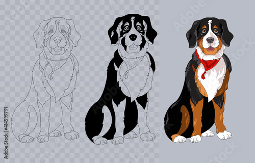 Breed Bernese mountain dog with bandana. Colorful and linear. Vector.
