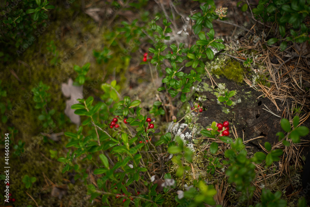Red cranberry berries in a pine forest, selective focus Red cranberry berries in a pine forest, selective focus