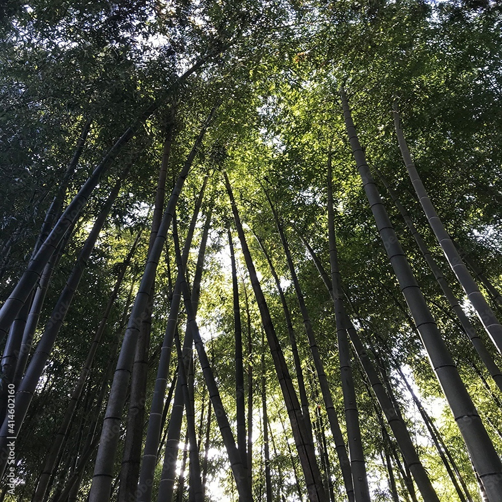 Fototapeta premium 長野県阿南町の山奥の竹やぶと木漏れ日の風景