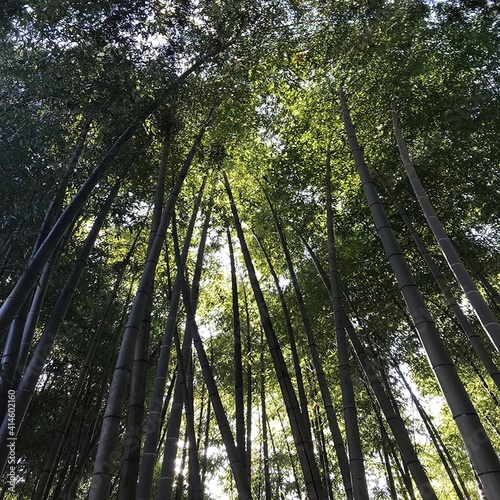 長野県阿南町の山奥の竹やぶと木漏れ日の風景
