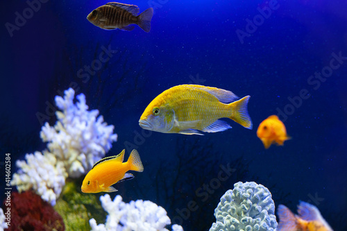 Bright beautiful ocean fish in blue sea water