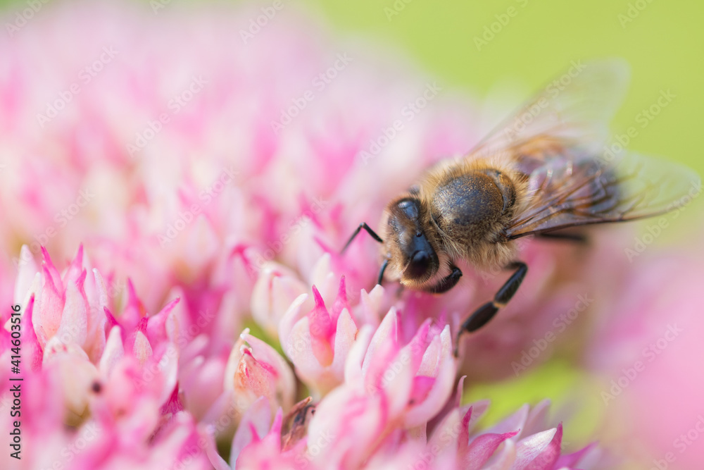 Honey bees collect pollen Spiraea flower. Macro shot. Honey bees collect pollen Spiraea flower. Macro shot.