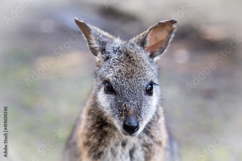 Close up wallaby portrait in the contact zoo