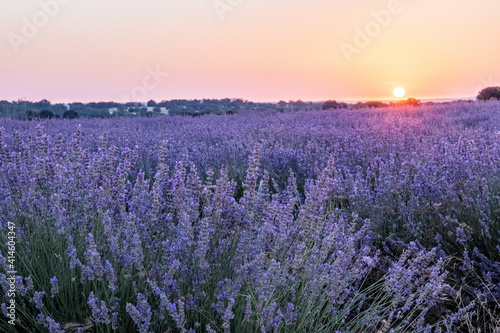 Lavender flowers in a field at sunrise  atmosperic landscape