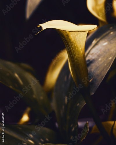 photo of artistic yellow calla lilies in the garden