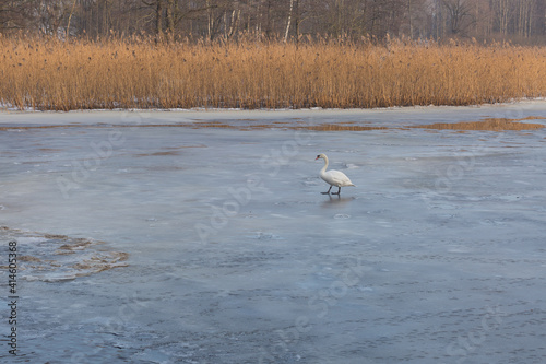 City Riga, Latvia. Frozen river and white swan. © ynos