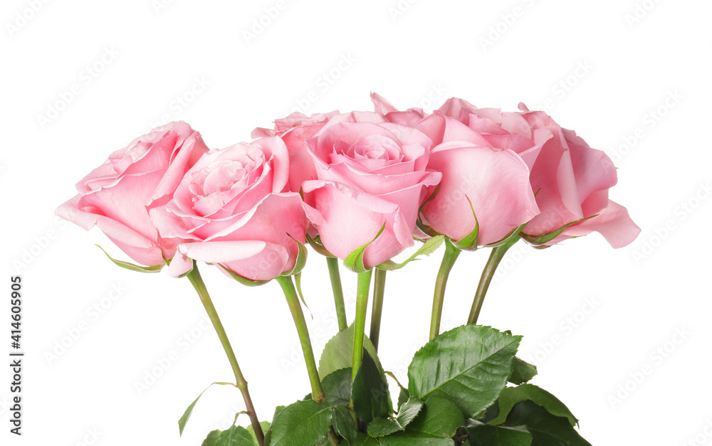 Fototapeta premium Beautiful pink roses on white background