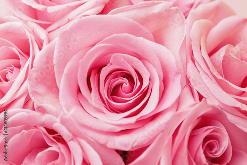 Beautiful pink roses as background