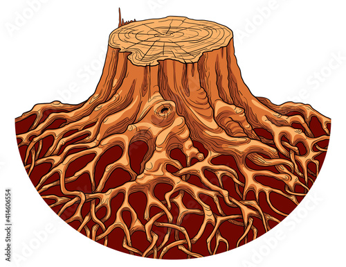 Large old tree stump with intertwined roots. Isolated white background.