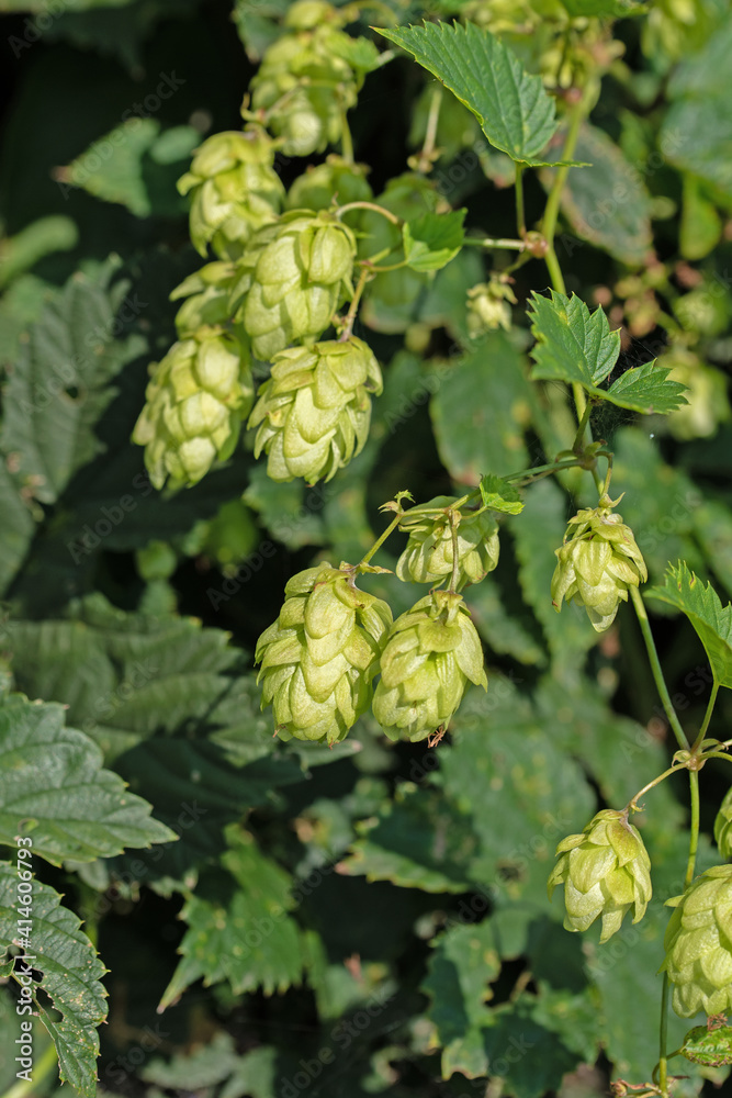Weibliche Blüten vom Hopfen, Humulus lupulus Weibliche Blüten vom Hopfen, Humulus lupulus