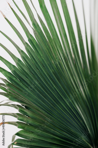 selective focus huge leaves of a green houseplant. growing flowers and landscaping your home space. home jungle.