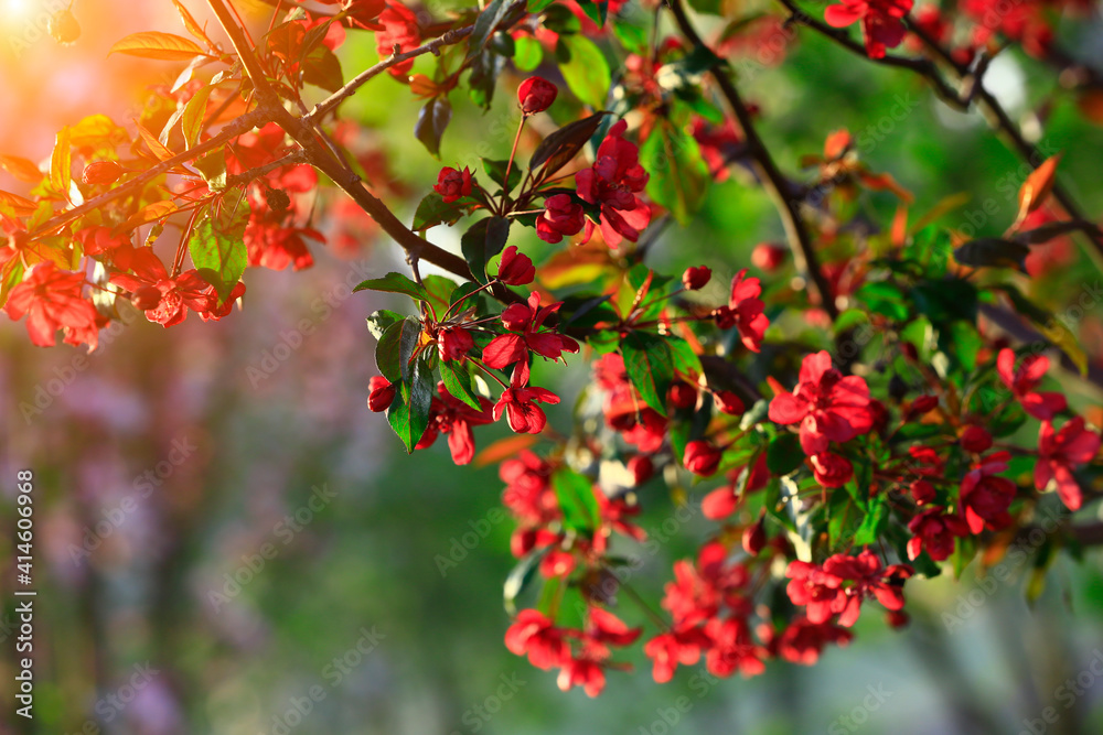 Chinese flowering crab-apple blooming Chinese flowering crab-apple blooming
