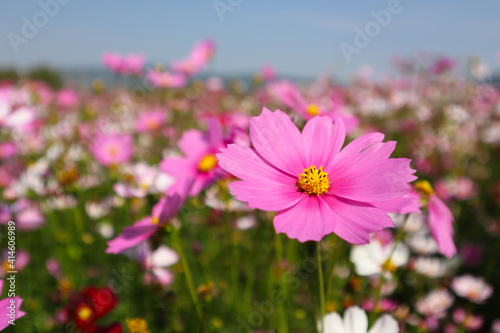 Pink cosmos flower in a field with blurred background © Saowaluck