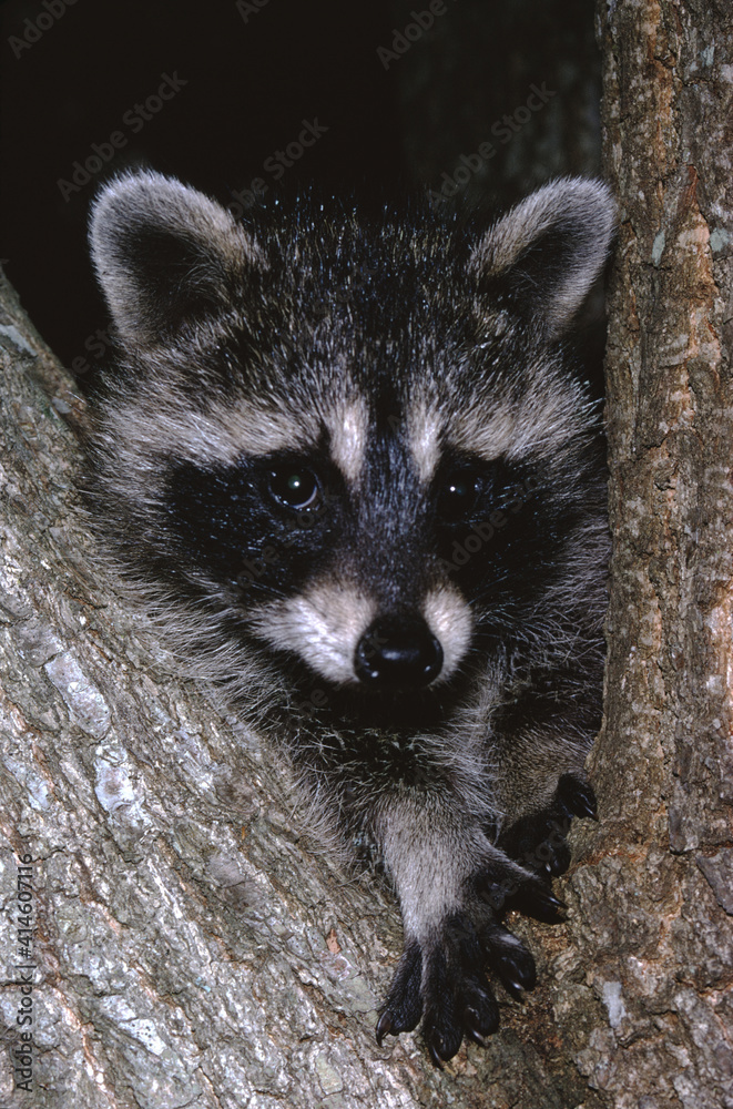 Fototapeta premium Florida Raccoon (Procyon lotor Elucus)
