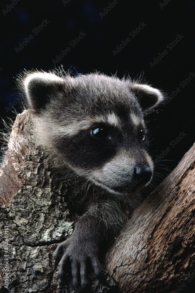 Obraz premium Florida Raccoon (Procyon lotor Elucus)