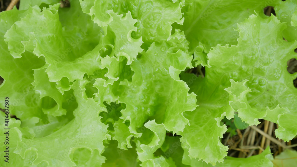green plants Marijuana and lettuce. green plants Marijuana and lettuce.
