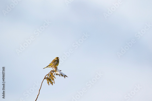 Bild auf Leinwand European greenfinch, Chloris chloris perched on a branch of common juniper