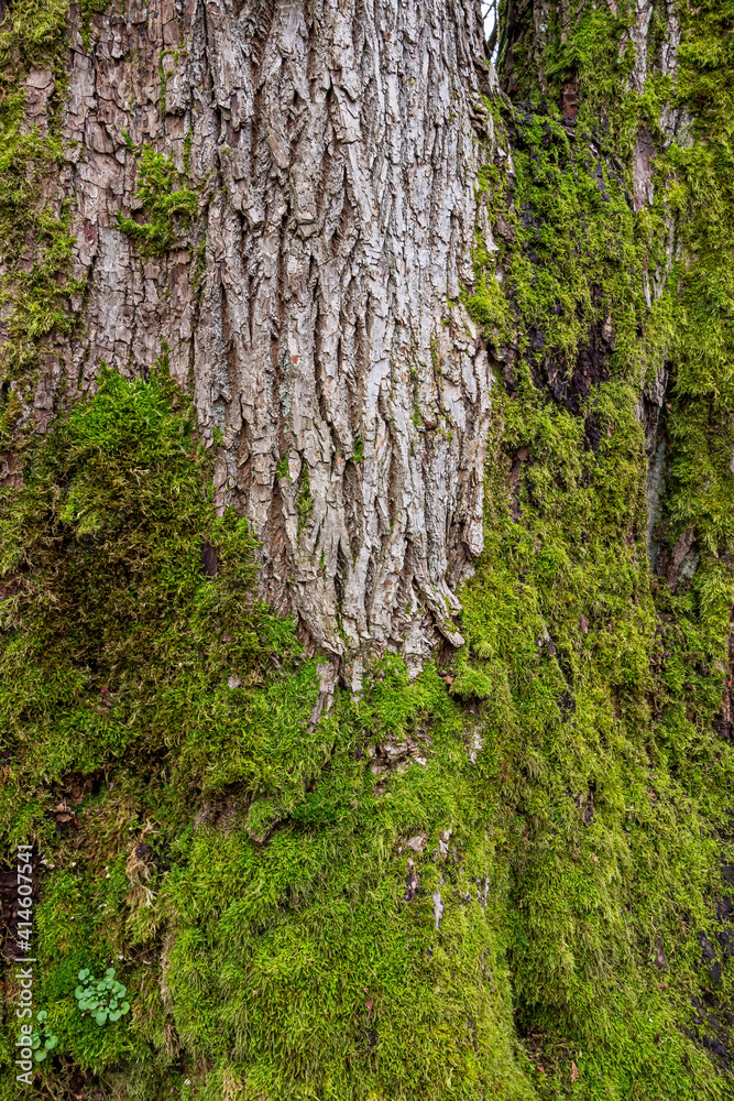 dense green mosses covering the bottom of the tree trunk with cracked light grey bark surface dense green mosses covering the bottom of the tree trunk with cracked light grey bark surface