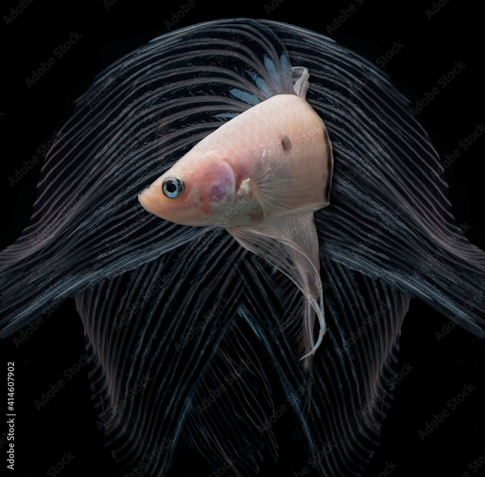 Fototapeta premium fish in aquarium