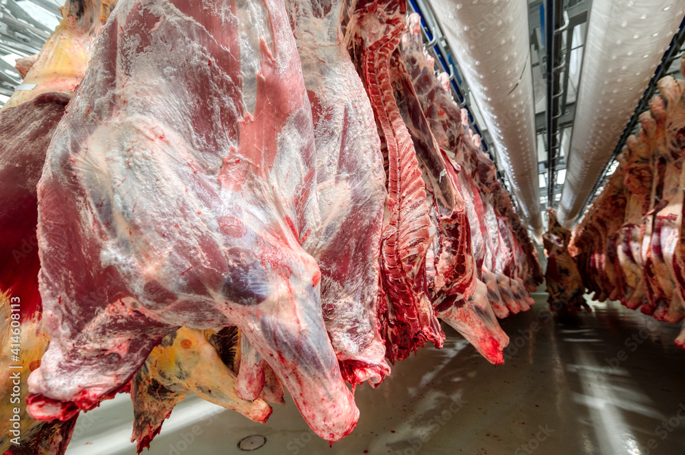 Lots of beef carcasses hang in the large refrigerator. Refrigerating chamber for preliminary cooling of meat.