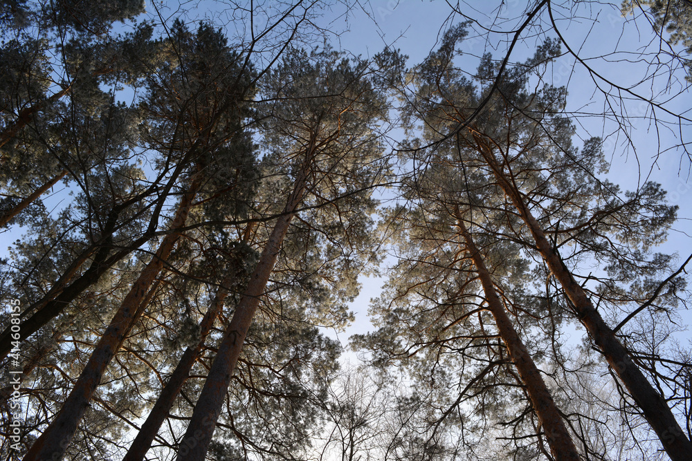 Pine trees in hoarfrost against blue sky in winter.