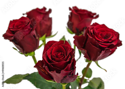 5 Explorer red roses