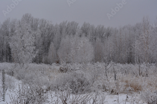 Wallpaper Mural Winter landscape with trees and herbs covered by hoarfrost. Snowy overcast day. Torontodigital.ca