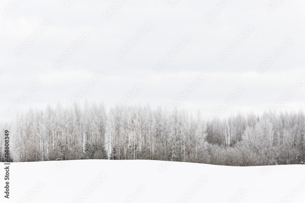 winter scene snow covered trees forest field cloudy day white grey minimalism 