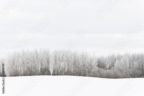 winter scene snow covered trees forest field cloudy day white grey minimalism 