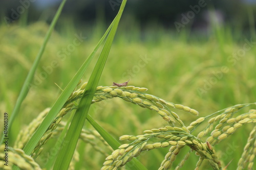 the little grasshopper on ears of grain