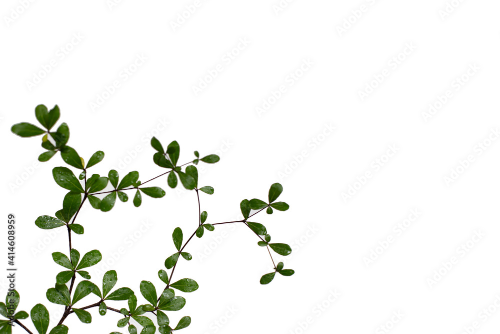 Beautiful Ivory Coast Almond branches isolated on background. Beautiful Ivory Coast Almond branches isolated on background.