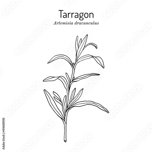 Tarragon artemisia dracunculus , aromatic kitchen and medicinal herb