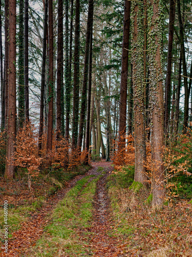 Forstweg führt durch einen Wald, in leuchtenden Herbstfarben, mit hohen Baumstämmen