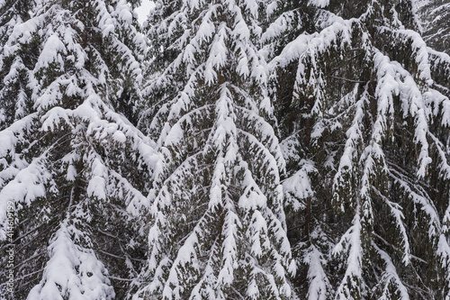 Spruce branches covered with snow, closeup.