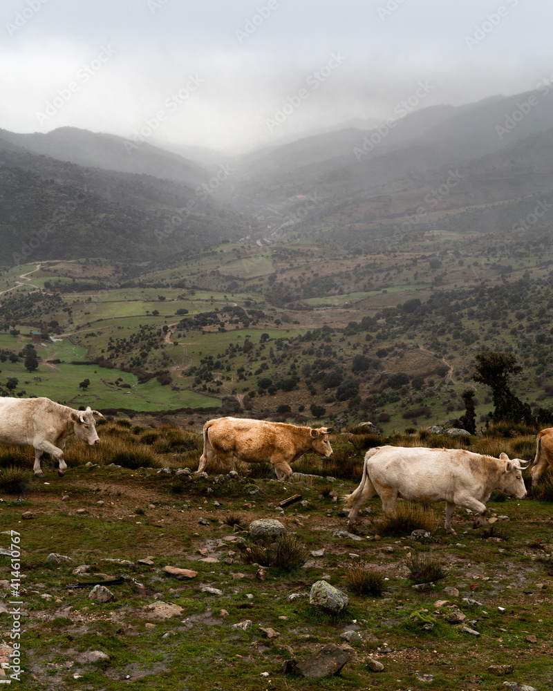 Fototapeta premium cows in the mountains