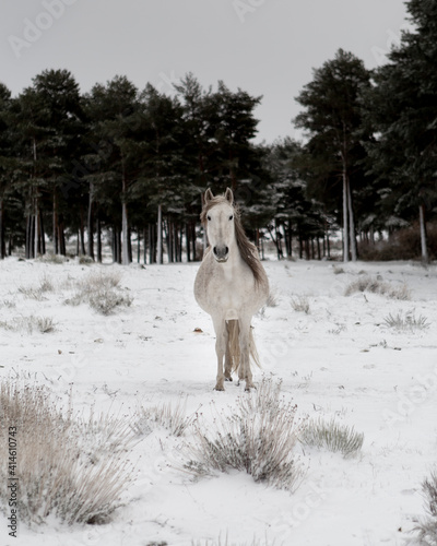 white horse in winter