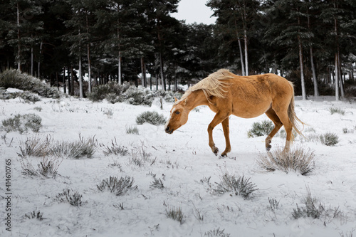 horse in snow
