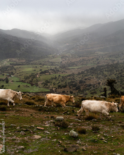 cows in the mountains