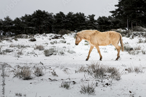 horse in snow