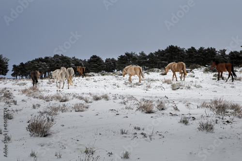 horses in snow