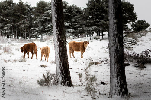 cows in snow