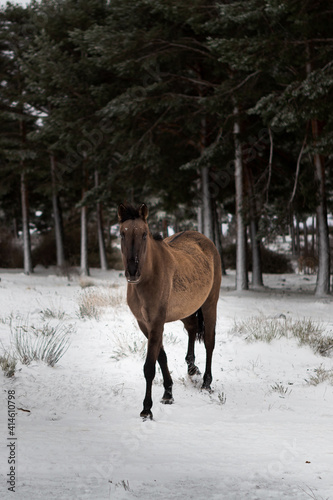 horse in snow